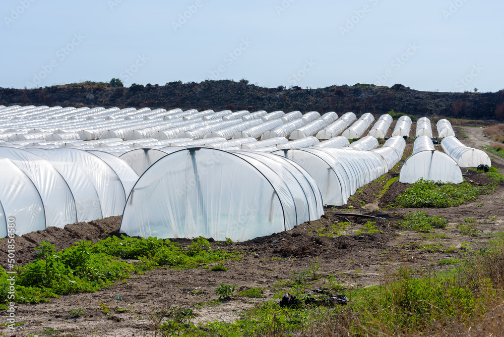 Rows of greenhouses of vegetables, especially Pomodoro di Pachino IGP, delicious cherry tomato from the south east of Sicily, Italy
