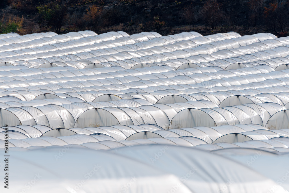 Fototapeta premium Rows of greenhouses of vegetables, especially Pomodoro di Pachino IGP, delicious cherry tomato from the south east of Sicily, Italy 