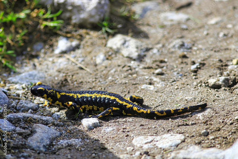 Une belle salamandre dans les Pyrénées Une belle salamandre dans les Pyrénées