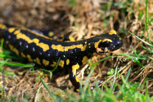Une belle salamandre dans les Pyrénées © Charles LIMA