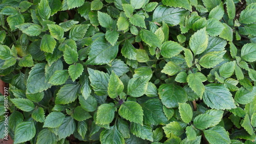 green mint leaves background