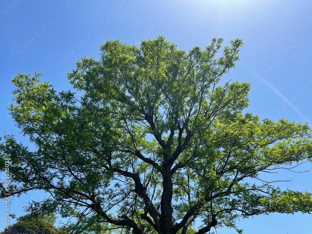 tree in the sky
blue sky 
sky 
tree 
forest 
mountain 
sunny 
青空
空
木
山
森
