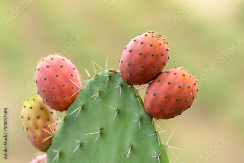Photography Close up on green prickly pears (Opuntia ficus indica) also known as Barbary fig, a species of cactus whose fruit have succulent flesh inside