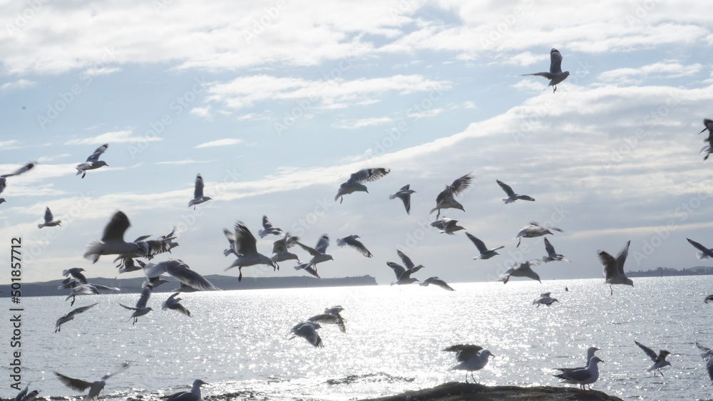 Fototapeta premium flock of seagulls