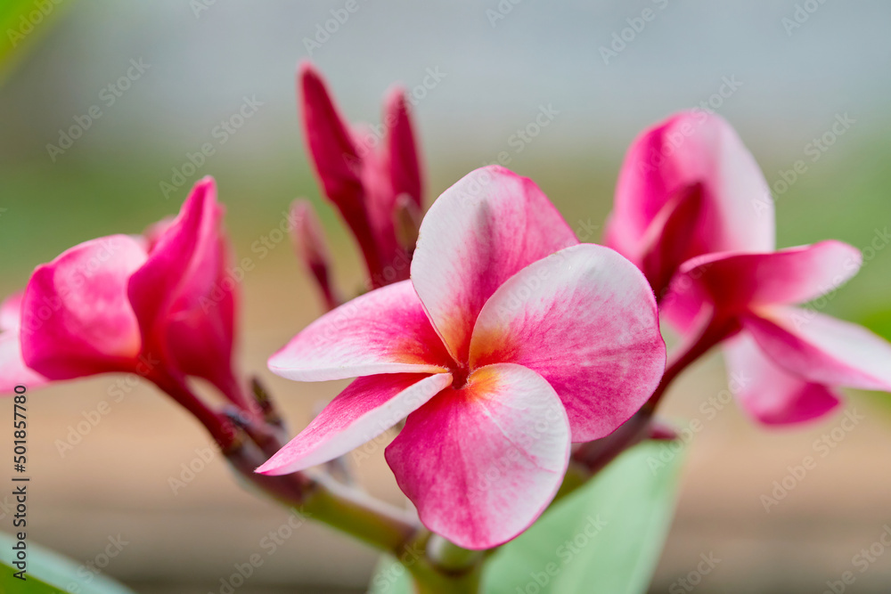 Pink plumeria flower blossom on tree branch Pink plumeria flower blossom on tree branch