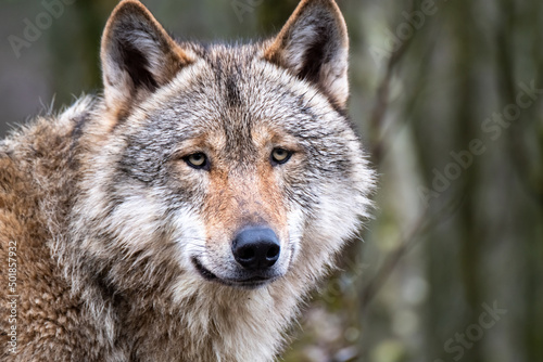 Close up of an adult wolve roaming in the forest