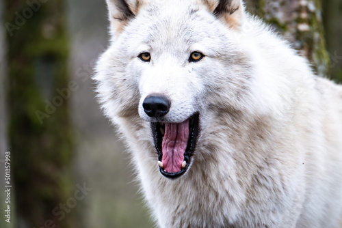 Close up of an adult white wolve roaming in the forest