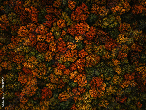 Herbst Wald von oben