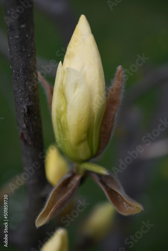 Magnolia 2022