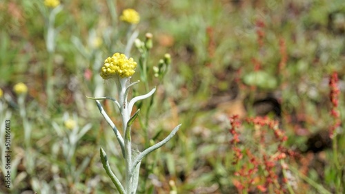 Flowers of Pseudognaphalium affine used to make rice flour pastry for the Qingming Festival. Also known as Gnaphalium affin, Helichrysum affine, Gnaphalium javanicum photo