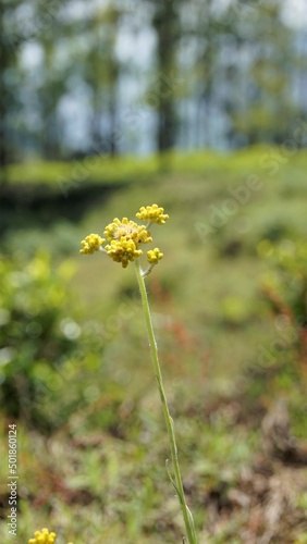 Flowers of Pseudognaphalium affine used to make rice flour pastry for the Qingming Festival. Also known as Gnaphalium affin, Helichrysum affine, Gnaphalium javanicum photo