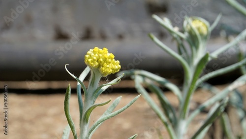 Flowers of Pseudognaphalium affine used to make rice flour pastry for the Qingming Festival. Also known as Gnaphalium affin, Helichrysum affine, Gnaphalium javanicum photo
