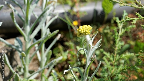 Flowers of Pseudognaphalium affine used to make rice flour pastry for the Qingming Festival. Also known as Gnaphalium affin, Helichrysum affine, Gnaphalium javanicum photo