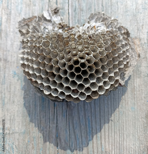 bees on honeycomb