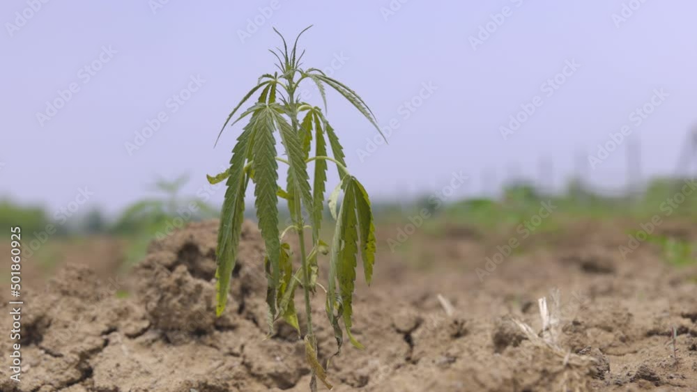 Yellow and wilt leaves is a the signs that young hemp in field need more water Yellow and wilt leaves is a the signs that young hemp in field need more water