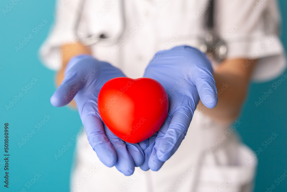 Hands in medical gloves holding a red heart shape model on blue background. Cardiology, organ donation or Healthy heart concept Hands in medical gloves holding a red heart shape model on blue background. Cardiology, organ donation or Healthy heart concept