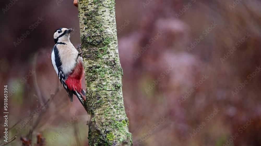Great spotted woodpecker female sits on birch trunk and pecks at hazelnut, woodpecker forge, winter, north rhine westphalia, (dendrocopos major), germany Great spotted woodpecker female sits on birch trunk and pecks at hazelnut, woodpecker forge, winter, north rhine westphalia, (dendrocopos major), germany
