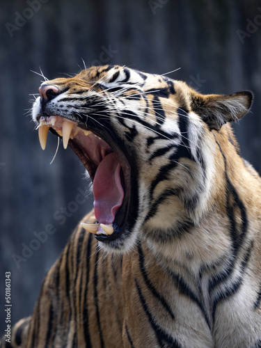 The female Sumatran Tiger  Panthera tigris sumatrae  stretches her jaw ligaments by yawning.