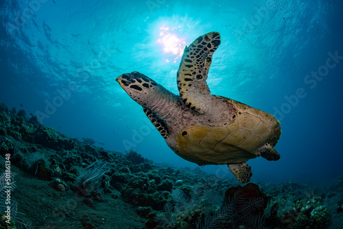 Hawksbill Turtle - Eretmochelys imbricata swims in the open water. Underwater world of Tulamben, Bali, Indonesia. © diveivanov