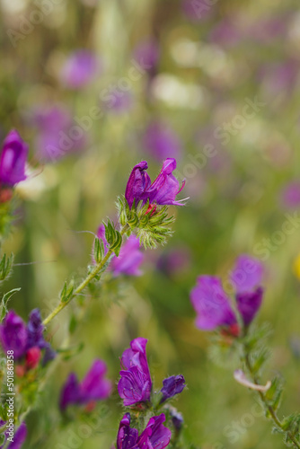 flowers in the garden