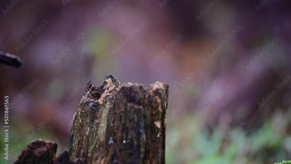 Great spotted woodpecker looking for food on dead wood in forest, december, north rhine westphalia, (dendrocopos major), germany Great spotted woodpecker looking for food on dead wood in forest, december, north rhine westphalia, (dendrocopos major), germany