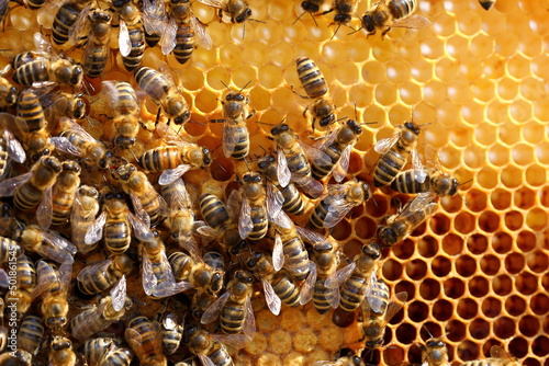 Vászonkép many honey bees on a bee hive