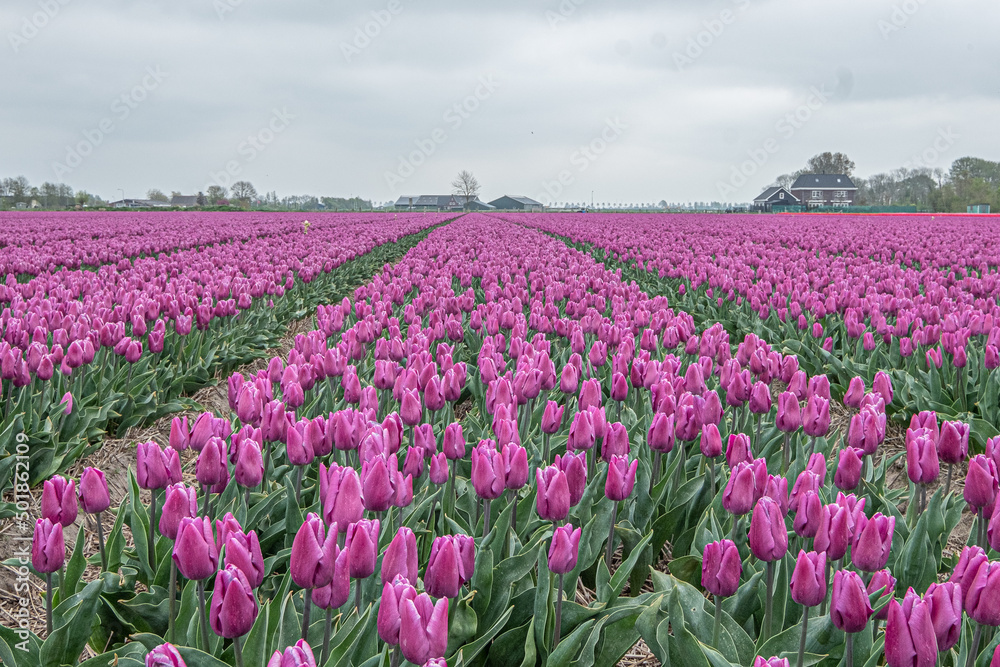 Tulpen Feld Holland