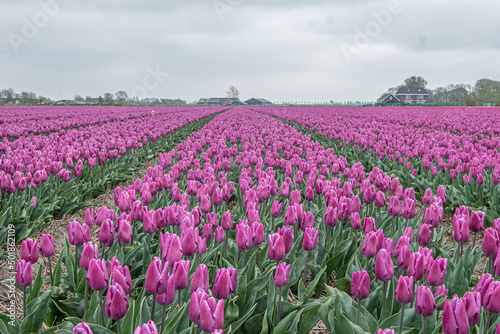 Tulpen Feld Holland