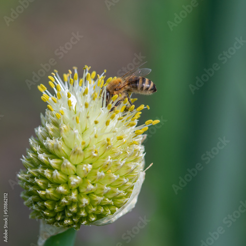 Bee getting nectar out off an onion flower, close up photo made outside