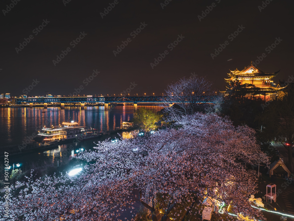 Cherry blossoms bloom in Qingchuange Scenic Spot in Wuhan, Hubei