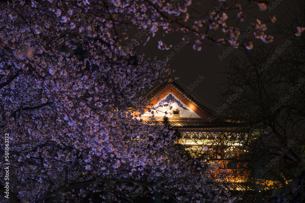 Cherry blossoms bloom in Qingchuange Scenic Spot in Wuhan, Hubei Cherry blossoms bloom in Qingchuange Scenic Spot in Wuhan, Hubei