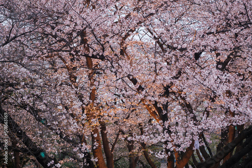 Cherry blossoms bloom in Qingchuange Scenic Spot in Wuhan, Hubei photo