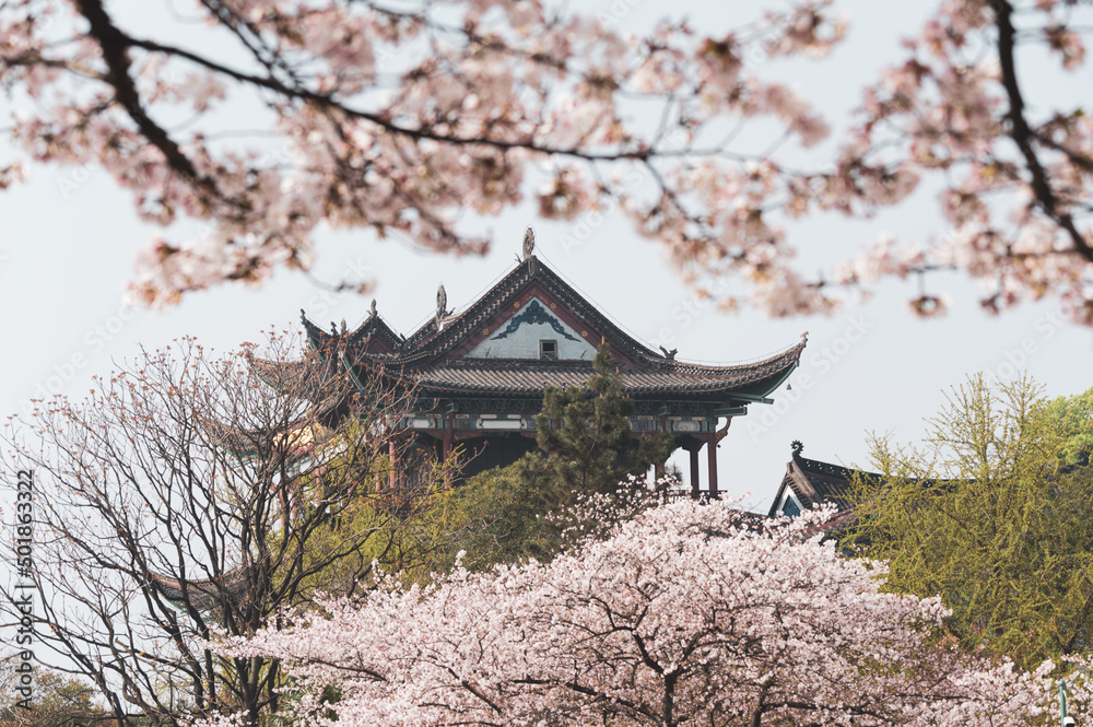 Cherry blossoms bloom in Qingchuange Scenic Spot in Wuhan, Hubei Cherry blossoms bloom in Qingchuange Scenic Spot in Wuhan, Hubei
