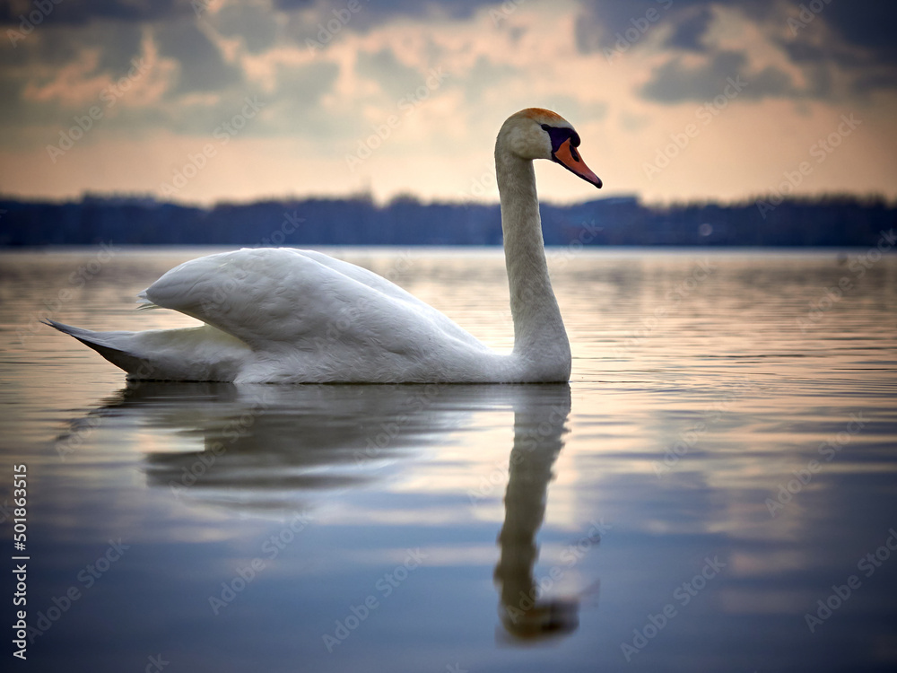 White swan in the lake at sunset White swan in the lake at sunset