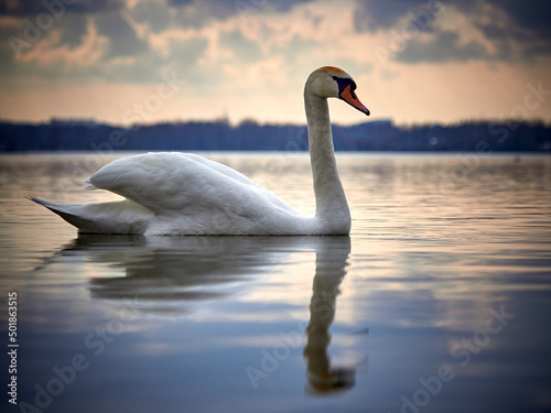 Fototapeta Naklejka Na Ścianę i Meble -  White swan in the lake at sunset