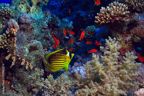 coral reef background, underwater marine life ecosystem ocean sea