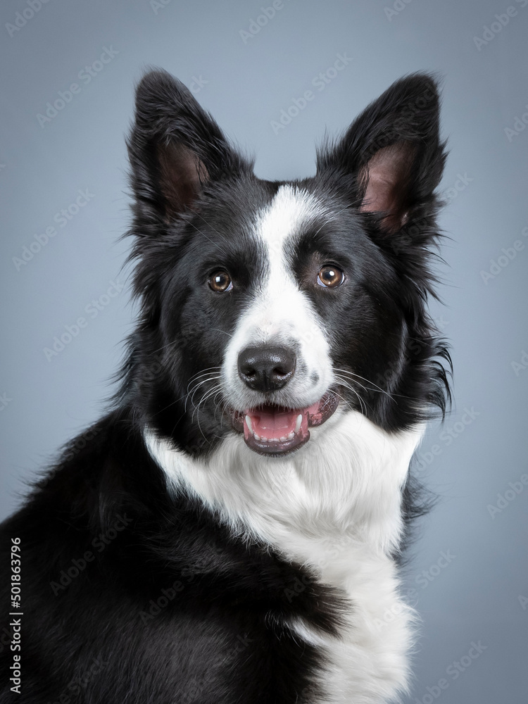 portrait of a black and white border collie puppy