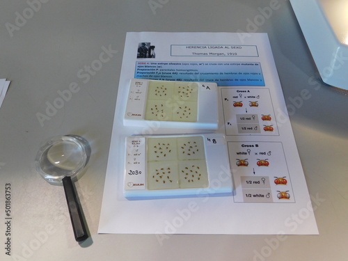 láminas de laboratorio