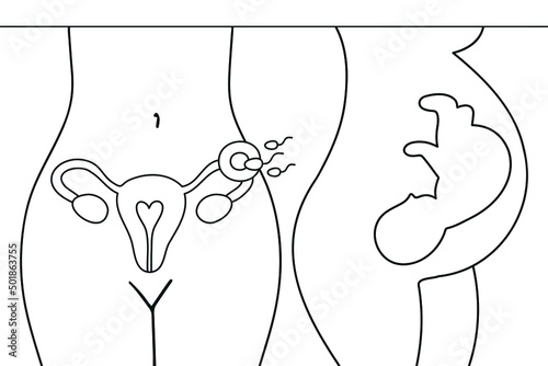 Uterus, sperm, insemination. Fertilization in the fallopian tube.  Embryo in woman's belly. Gynecology, reproductive. Fetal baby positions in the uterus during pregnancy.