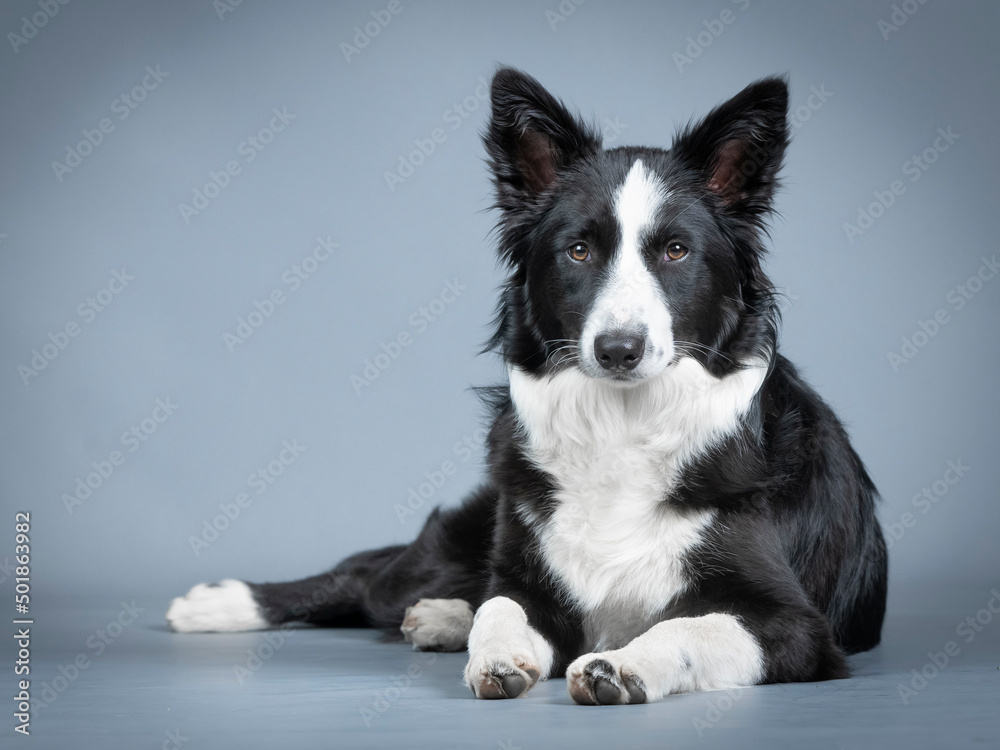 Black and white border collie puppy lying down Black and white border collie puppy lying down