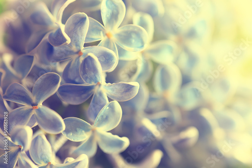 macro flowers lilac spring abstract background © kichigin19