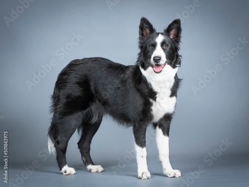 Border collie puppy
black and white standing