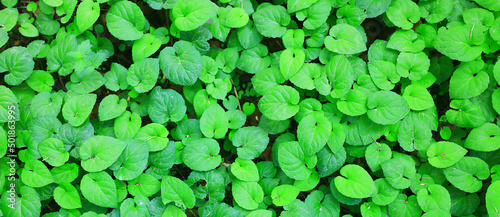 green petals leaves abstract background spring nature