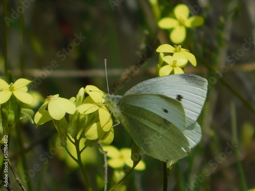 mariposa blanca