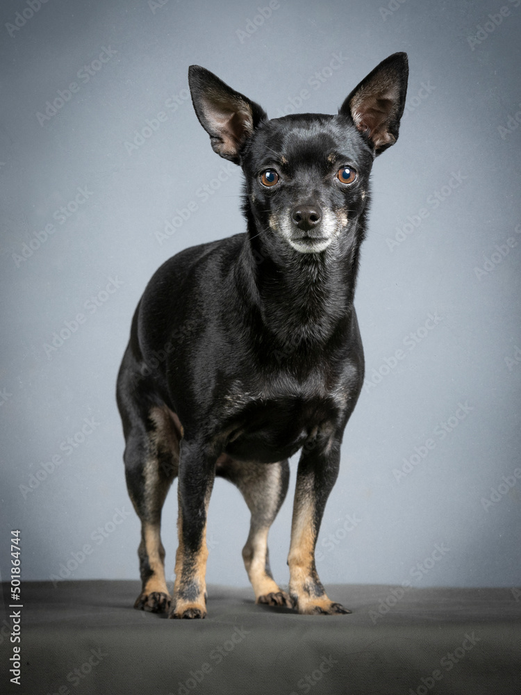 Black chihuahua sitting with blue background Black chihuahua sitting with blue background
