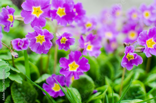 Small fragile primrose flowers bloom