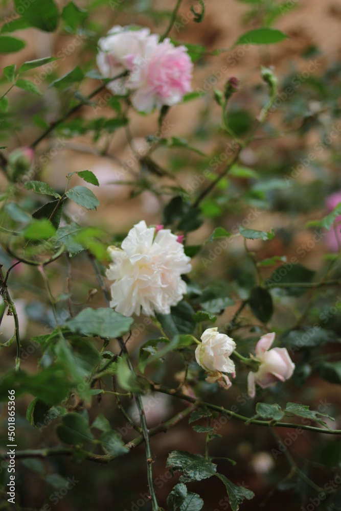rosier rosier