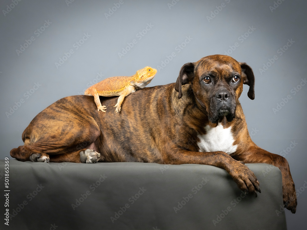 Central bearded dragon and a brown german boxer in a photography studio