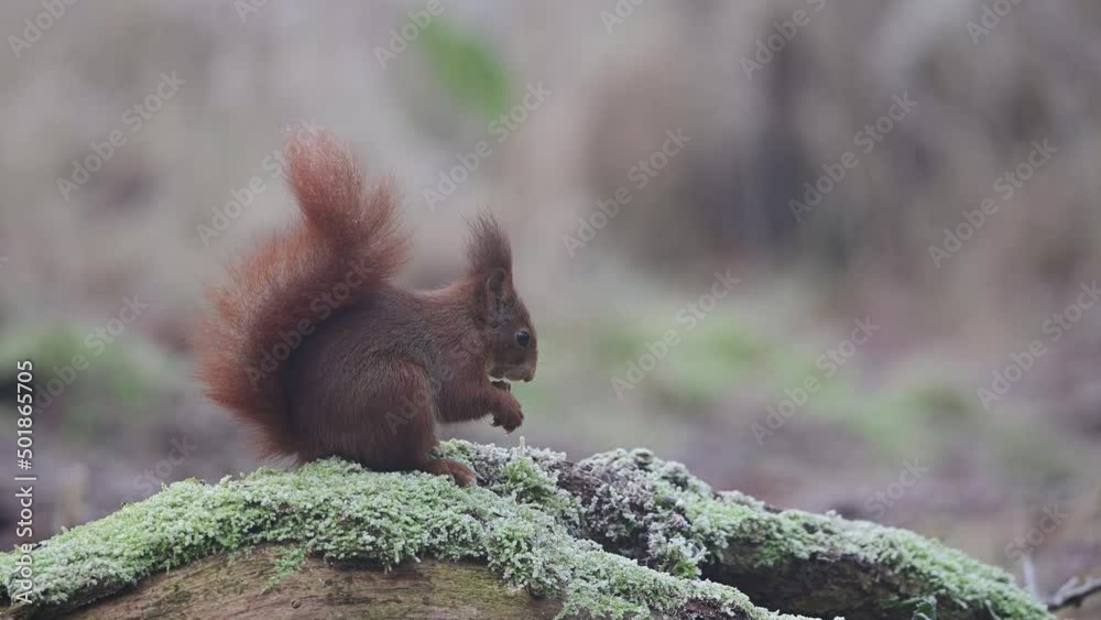 European red squirrel sitting on dead wood in hoarfrost looking for food, winter, north rhine westphalia, (sciurus vulgaris), germany