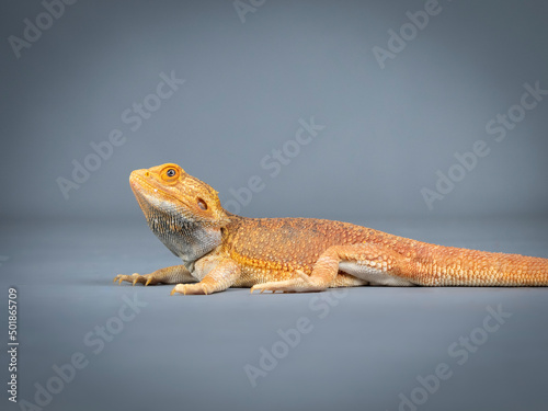 Central bearded dragon in a photography studio